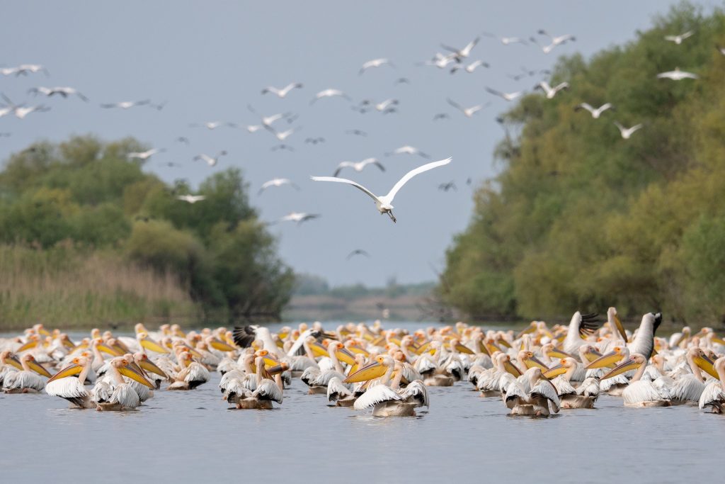 Excursii Delta Dunarii cu barca - plecari Tulcea 3 Z